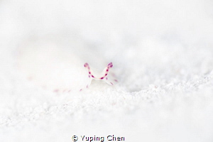Little Pink.
Flatworm./AKA Island, Okinawa,Japan/Canon 5... by Yuping Chen 